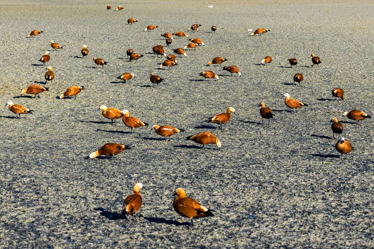 Konya’da doğa ziyafeti 7